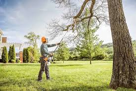 Best Tree Cabling and Bracing  in Harrison, OH